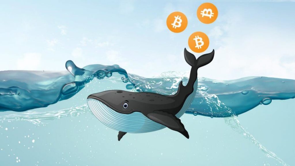 Bitcoin Whale: il più grande shock economico globale da generazioni - article whale 1 1140x641 1 1024x576