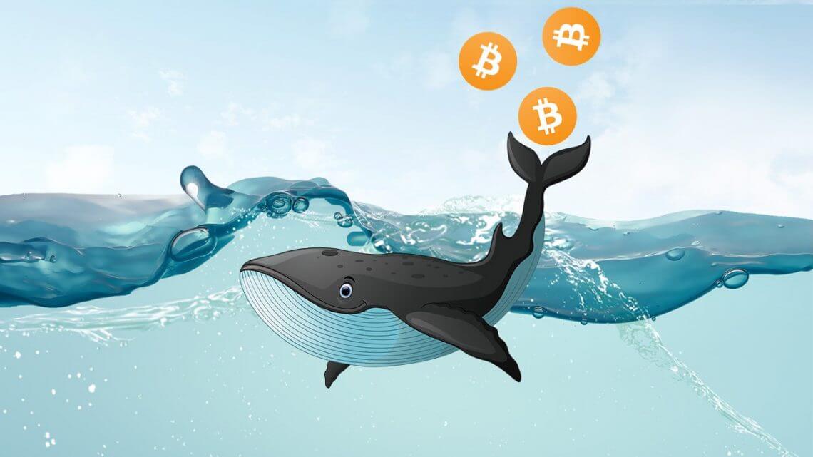 https://www.cripto-valuta.net/wp-content/uploads/2020/04/article_whale_1-1140x641-1.jpg