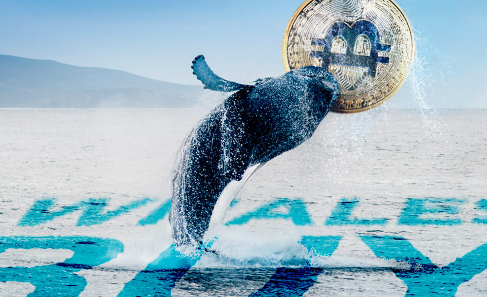 Il numero di Balene Bitcoin è aumentato del 2% dopo l’halving - how whales buy bitcoins2