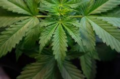 Una società di prestito e cannabis chiede l'autorizzazione della SEC per raccogliere 50 milioni $ in criptovaluta - Ceres Coin 236x157
