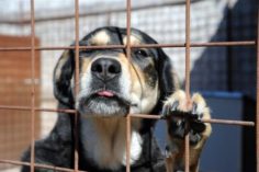 Un titolare anonimo di DOGE ha donato i suoi profitti a un rifugio per cani in Florida - adottare un cane dal canile e1470814963945 236x157