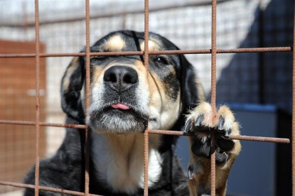 Un titolare anonimo di DOGE ha donato i suoi profitti a un rifugio per cani in Florida - adottare un cane dal canile e1470814963945