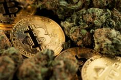 Il sorprendente legame tra Bitcoin e cannabis - Cannabis stock 236x157