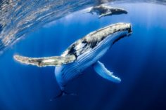 La terza più grande balena di Ethereum ha appena speso 14 milioni di dollari in queste 3 Altcoin - Altcoin 65 236x157