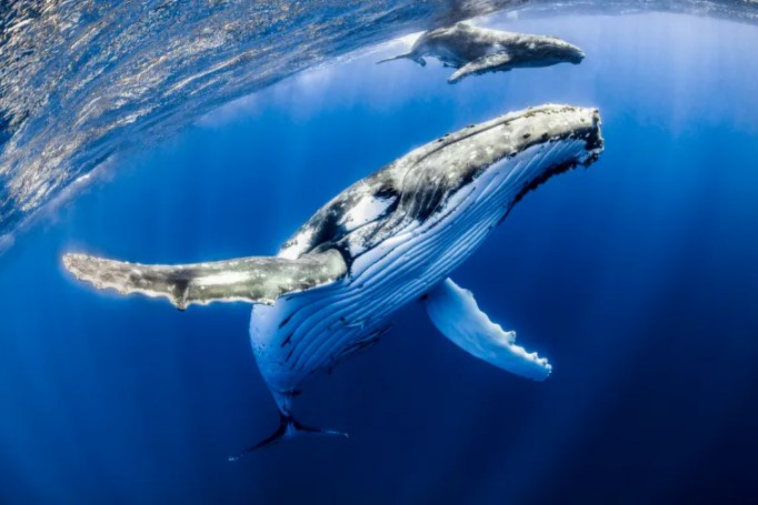 La terza più grande balena di Ethereum ha appena speso 14 milioni di dollari in queste 3 Altcoin - Altcoin 65