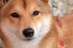 Perché Dogecoin e Shiba Inu stanno salendo oggi? - download 236x157