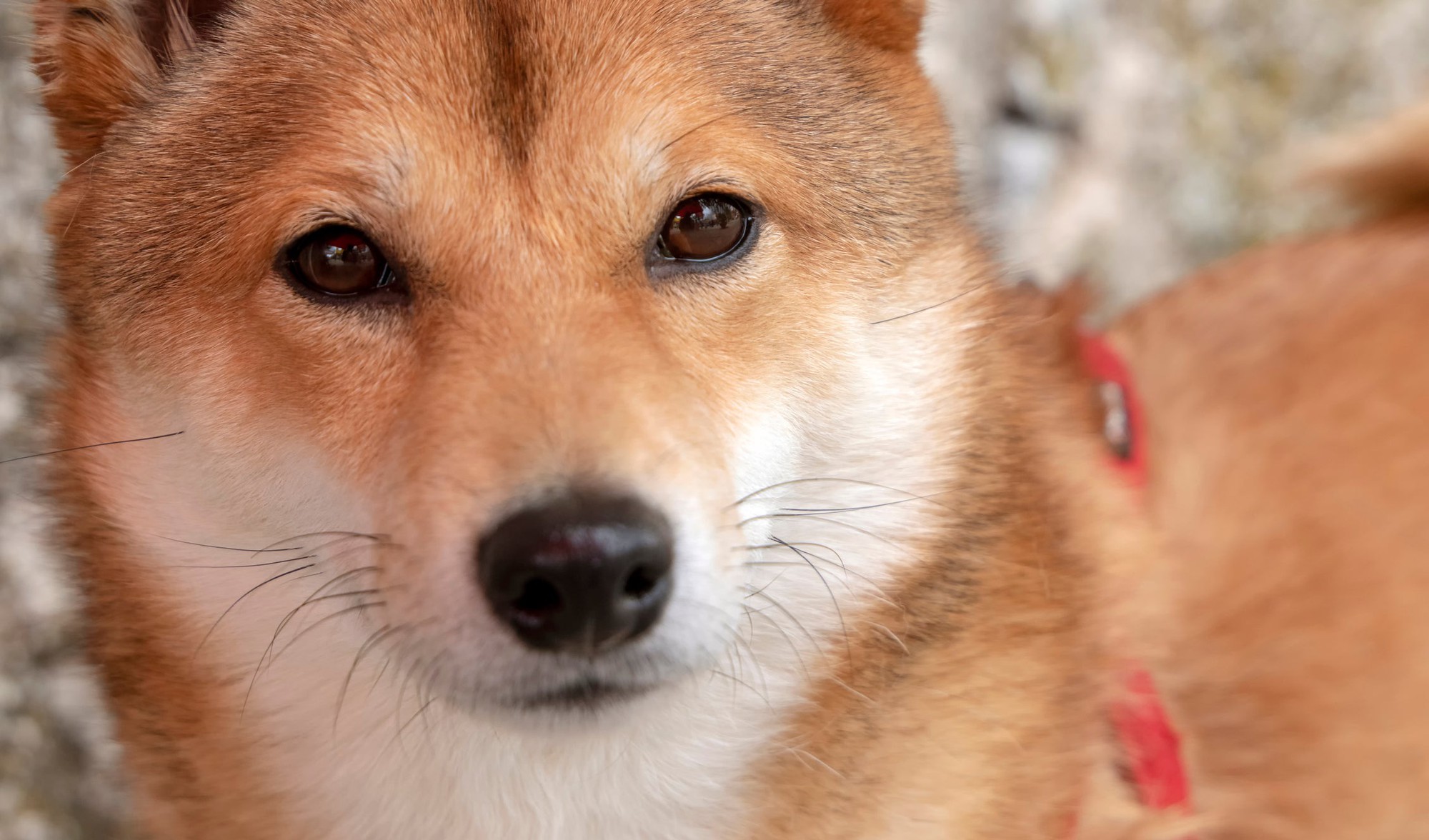 Perché Dogecoin e Shiba Inu stanno salendo oggi? - download