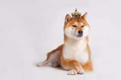 Shiba Inu potrebbe superare Dogecoin nel 2022? - p 1 Shiba Inu coin surges 700 now challenging rival token Dogecoin 236x157