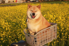 Perché Shiba Inu è in rialzo oggi - happy dog maru shiba inu 35 236x157