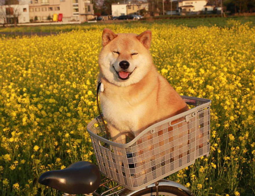 Perché Shiba Inu è in rialzo oggi - happy dog maru shiba inu 35