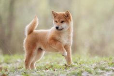 Lo Shiba Inu potrebbe raggiungere 1 dollaro - tra circa 10.270 anni - shiba inu carattere e alimentazione del cane giapponese it 000 236x157