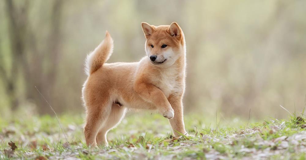 Lo Shiba Inu potrebbe raggiungere 1 dollaro - tra circa 10.270 anni - shiba inu carattere e alimentazione del cane giapponese it 000