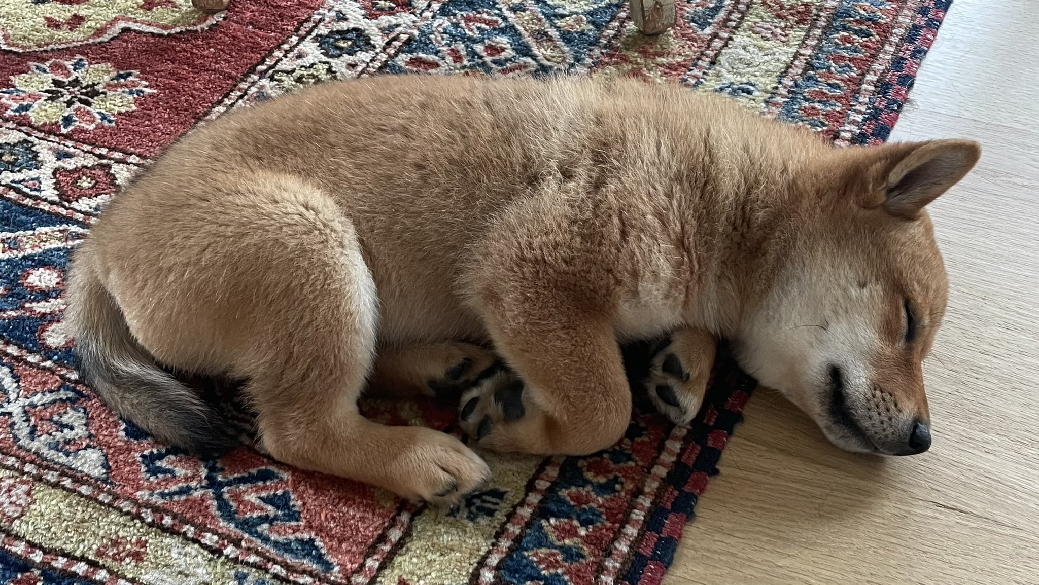 E_HjehqXMA4buug Il prezzo di Floki Inu sale del 7% e poi scende - Guadagni più duraturi con Tamadoge  