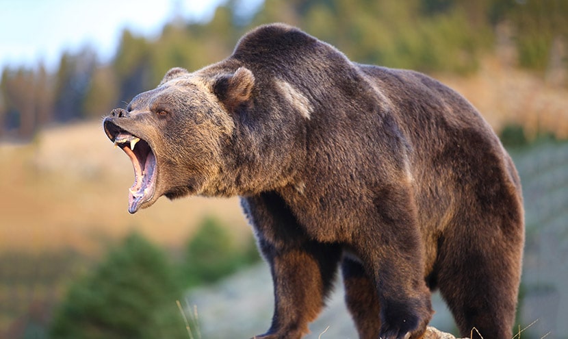 4 indicatori che segnalano la fine del mercato orso - Mercato Orso