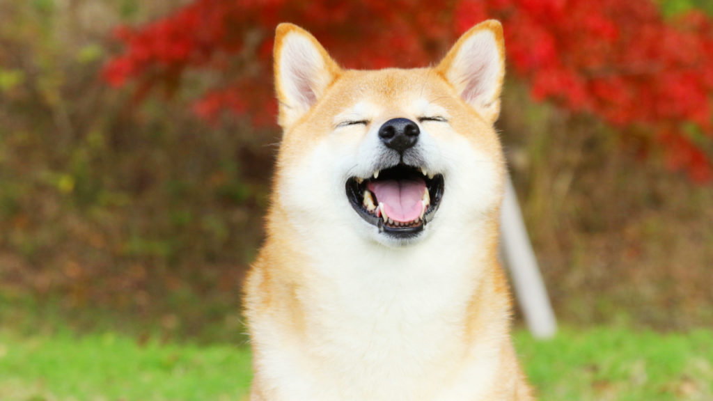 Shiba Inu diventa il primo metodo di pagamento in un mercato da miliardi di dollari  - shiba inu costi cuccioli