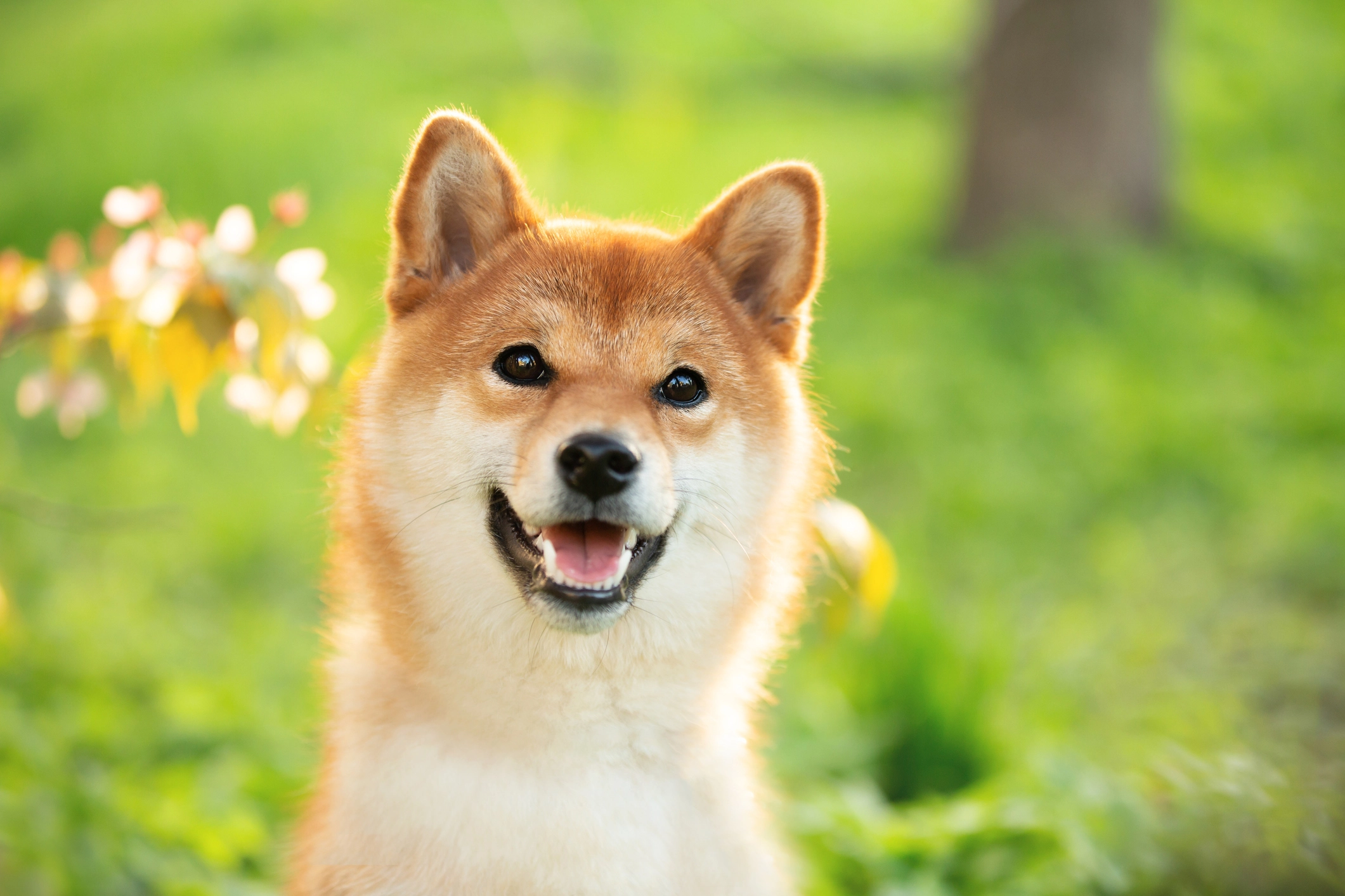 Il prezzo di Shiba Inu esplode del 17% raggiungendo nuovi obiettivi - dog looking at camera with its mouth open